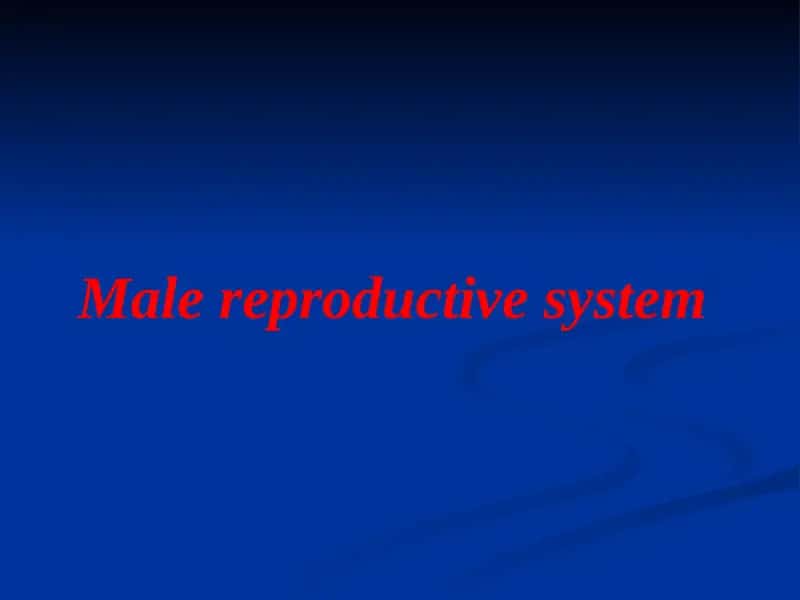 Male reproductive system