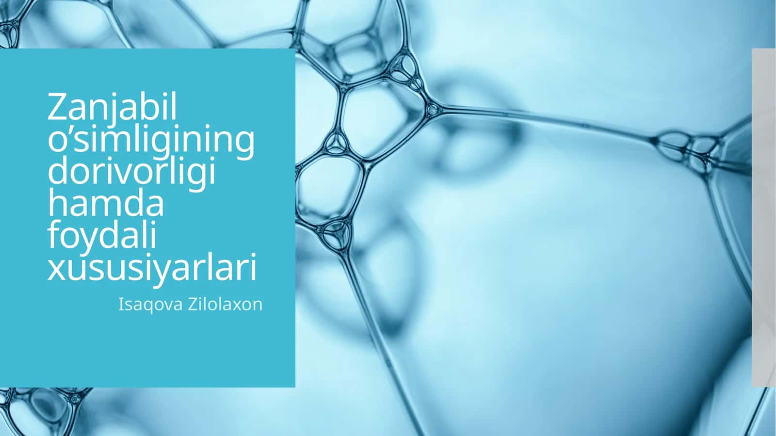 Zanjabil o’simligining dorivorligi hamda foydali xususiyarlari