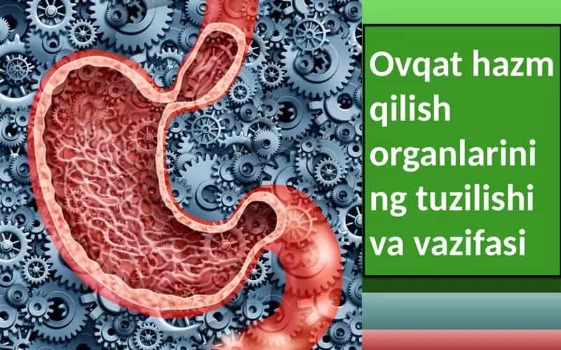 Ovqat hazm qilish organlarining tuzilishi va vazifasi