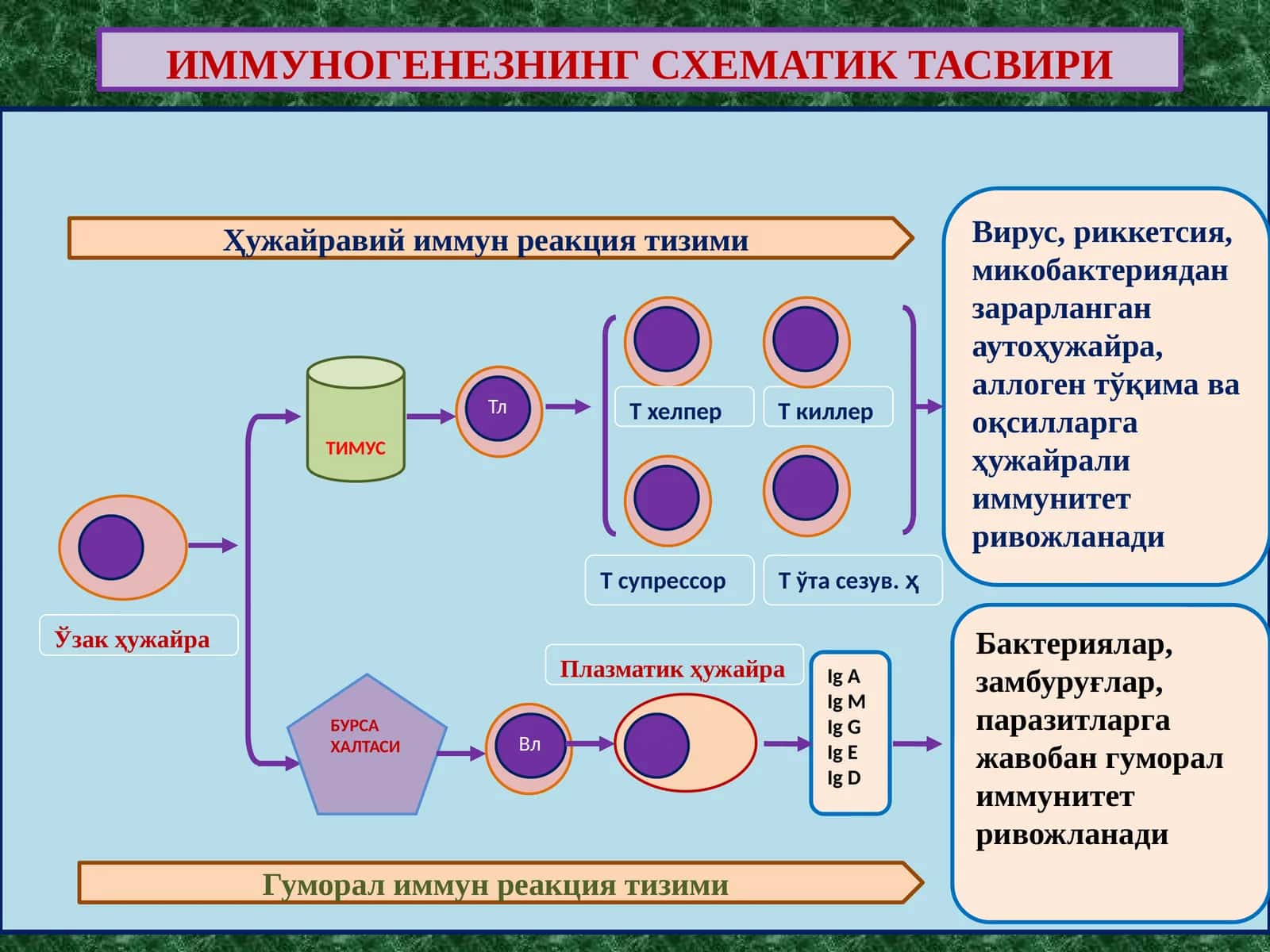 ИММУНОГЕНЕЗНИНГ СХЕМАТИК ТАСВИРИ