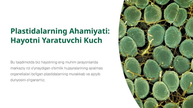Plastidalarning Ahamiyati: Hayotni Yaratuvchi Kuch