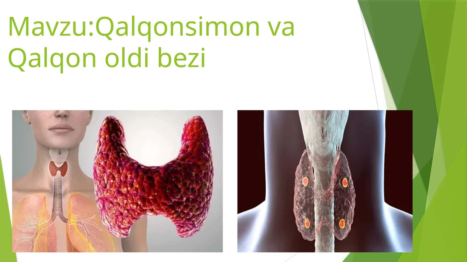 qalqonsimon va qalqon oldi bez fiziologiyasi