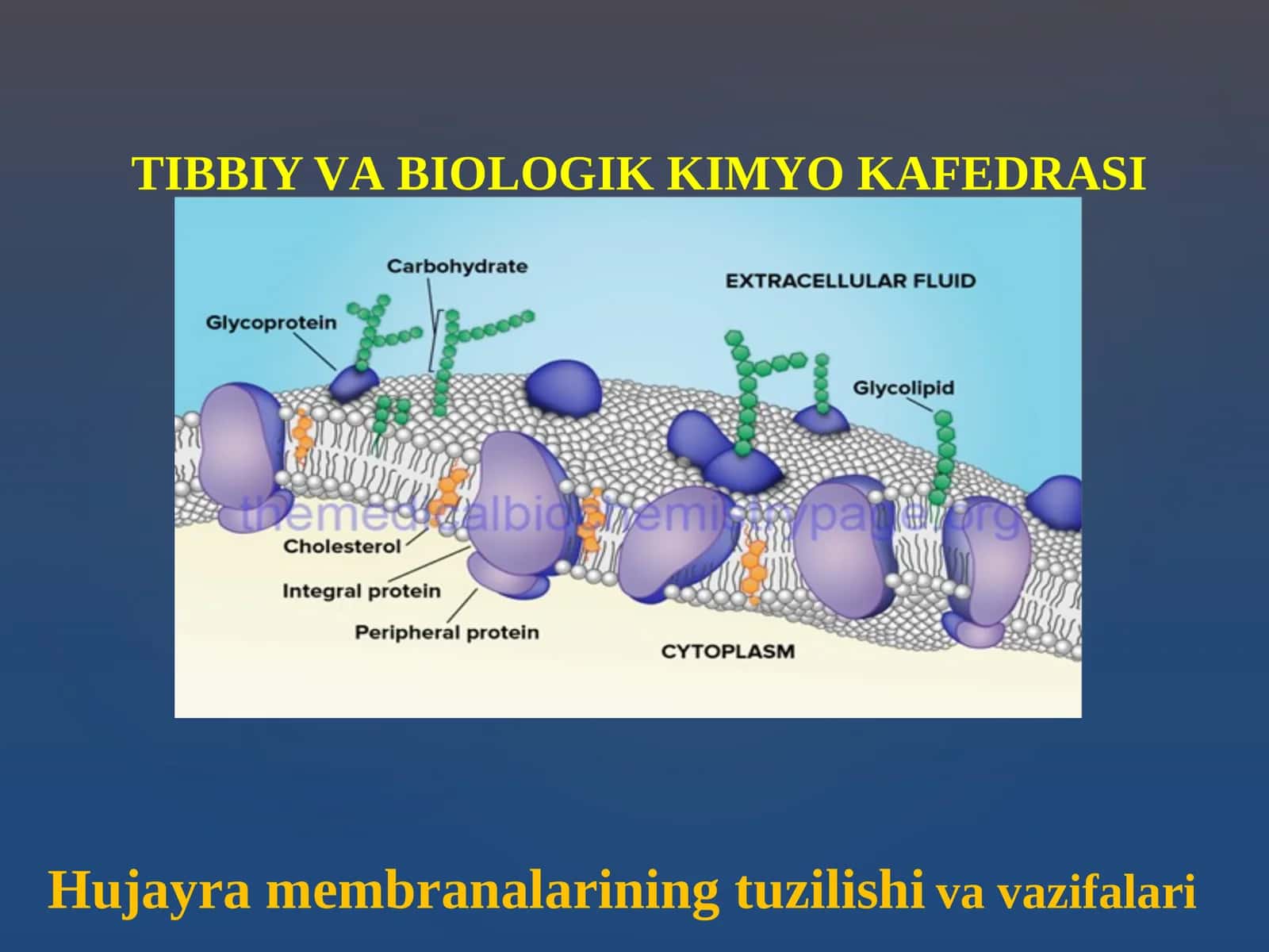 Hujаyrа mеmbrаnаlаrining tuzilishi va vazifalari