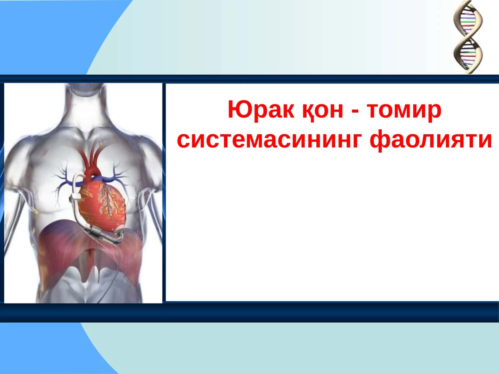 Юрак қон - томир системасининг фаолияти