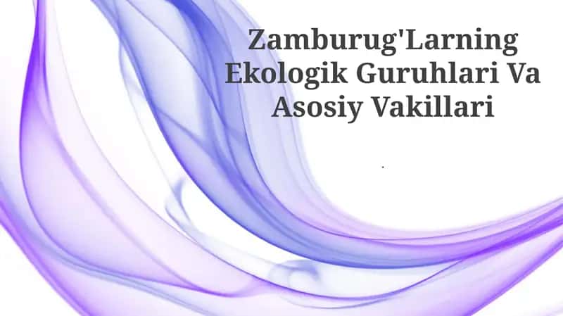 Zamburug'Larning Ekologik Guruhlari Va Asosiy Vakillari