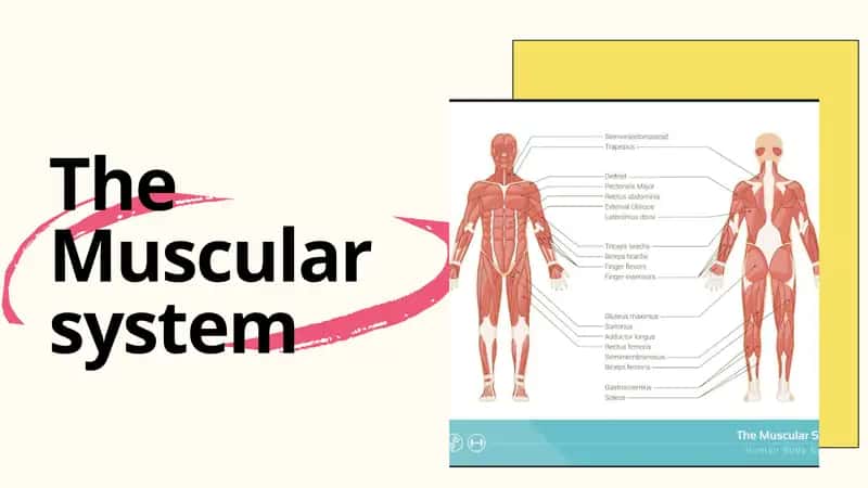 The Muscular system