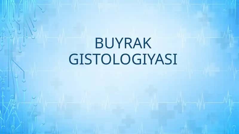 BUYRAK GISTOLOGIYASI
