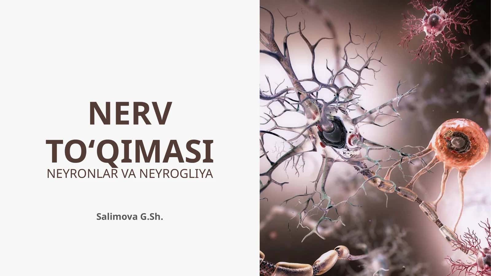 NERV TO‘QIMASI NEYRONLAR VA NEYROGLIYA