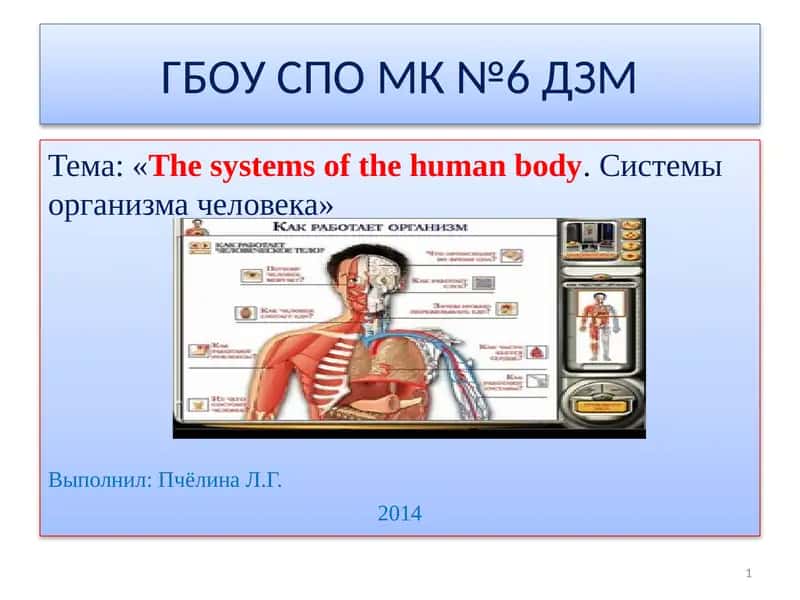 The systems of the human body.Системы организма человека