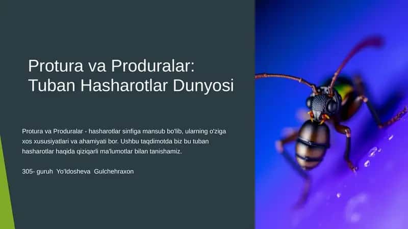 Protura va Produralar