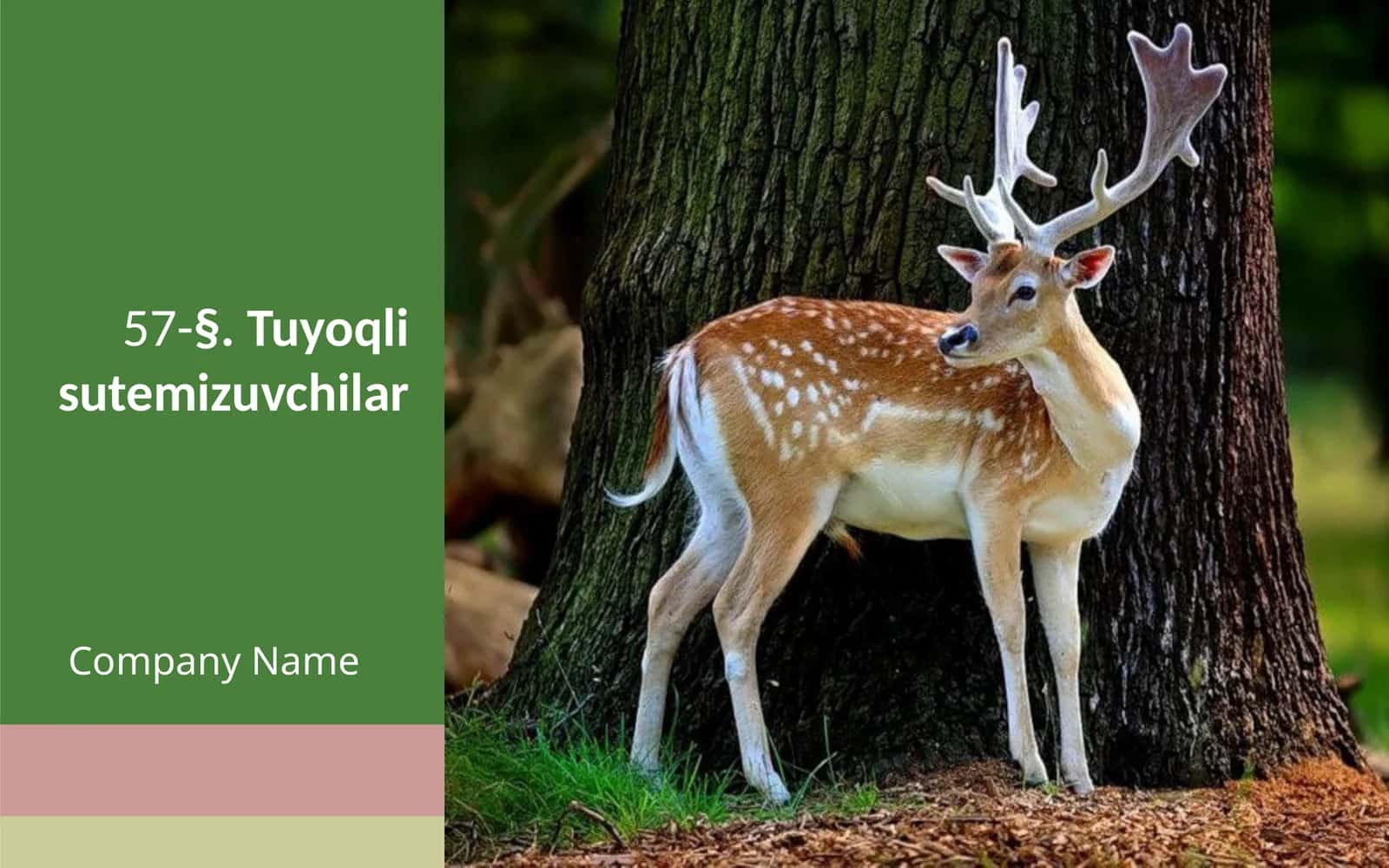 7-sinf Zoologiya 'Tuyoqli sutemizuvchilar' ko'rgazma