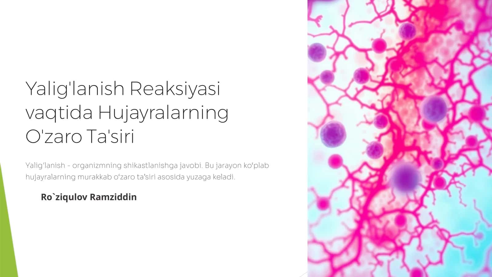 Yalig'lanish Reaksiyasi vaqtida Hujayralarning O'zaro Ta'siri
