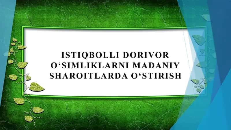 Istiqbolli dorivor oʻsimliklarni madaniy sharoitlarda oʻstirish