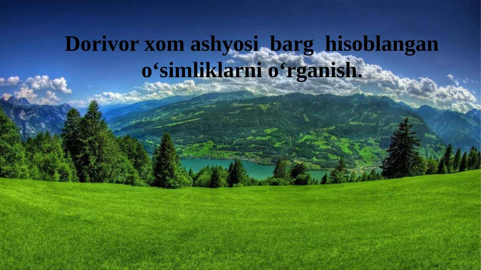 Dorivor xom ashyosi barg hisoblangan o‘simliklarni o‘rganish.