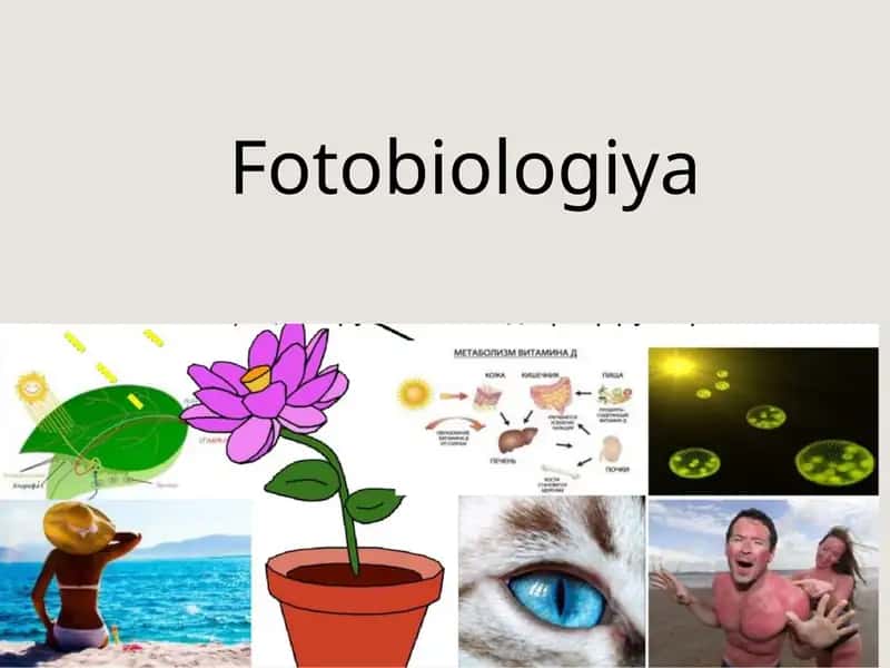 Fotobiologiya