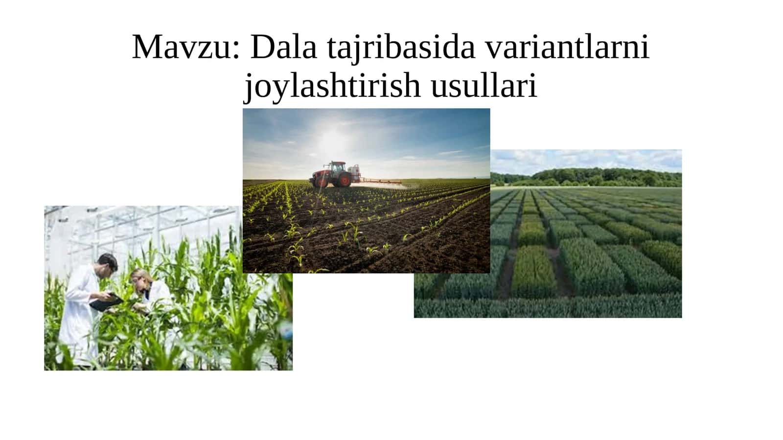 Dala tajribasida variantlarni joylashtirish usullari