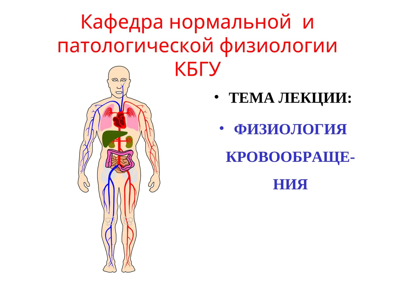 Физиология кровообращения