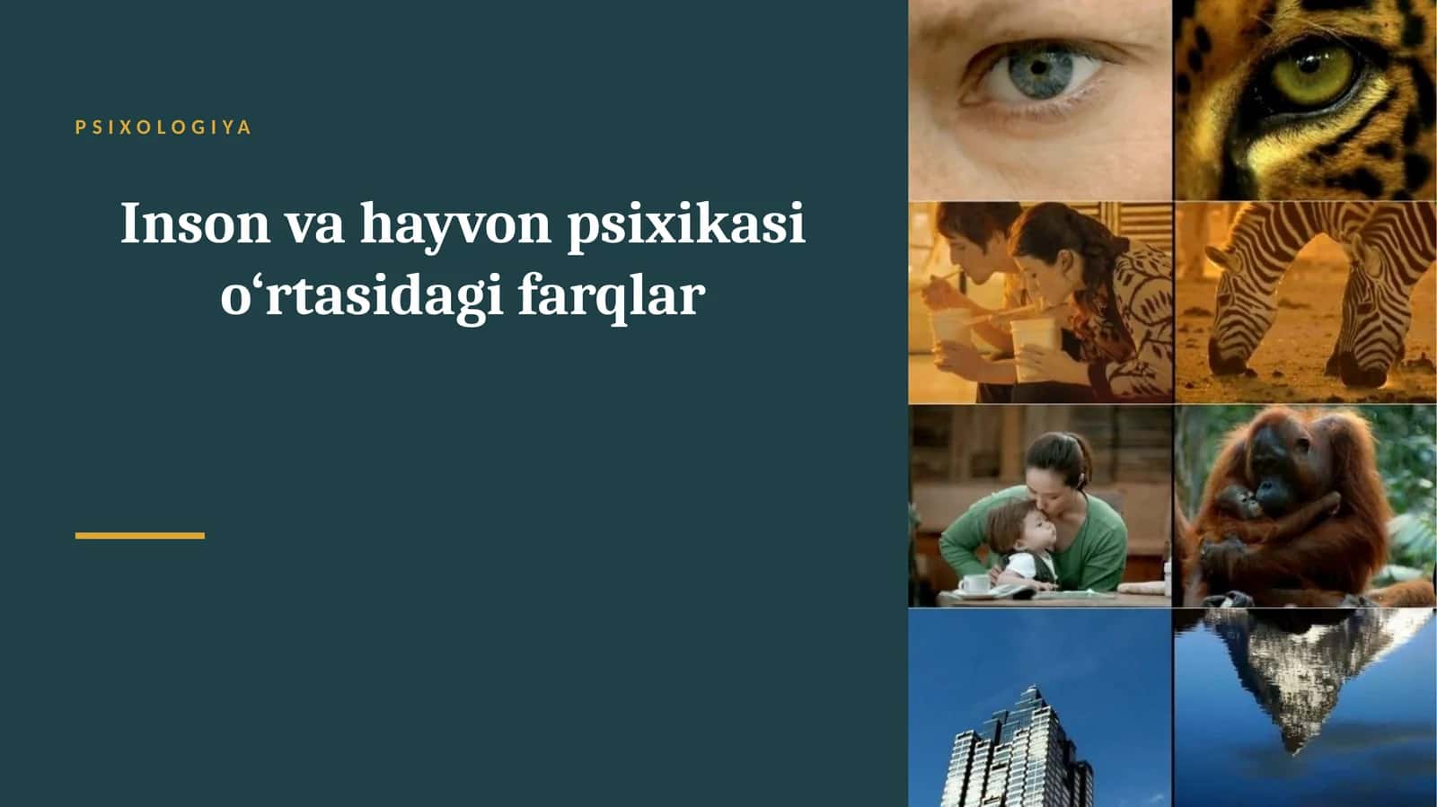 Inson va hayvon psixikasi o‘rtasidagi farqlar