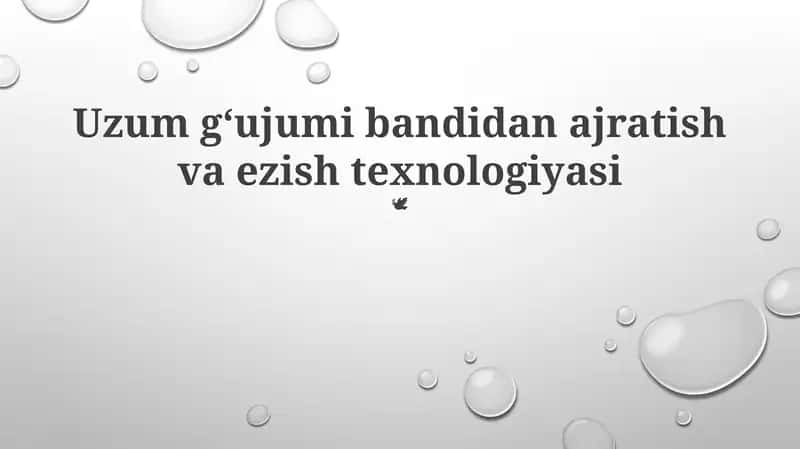 Uzum g‘ujumi bandidan ajratish va ezish texnologiyasi