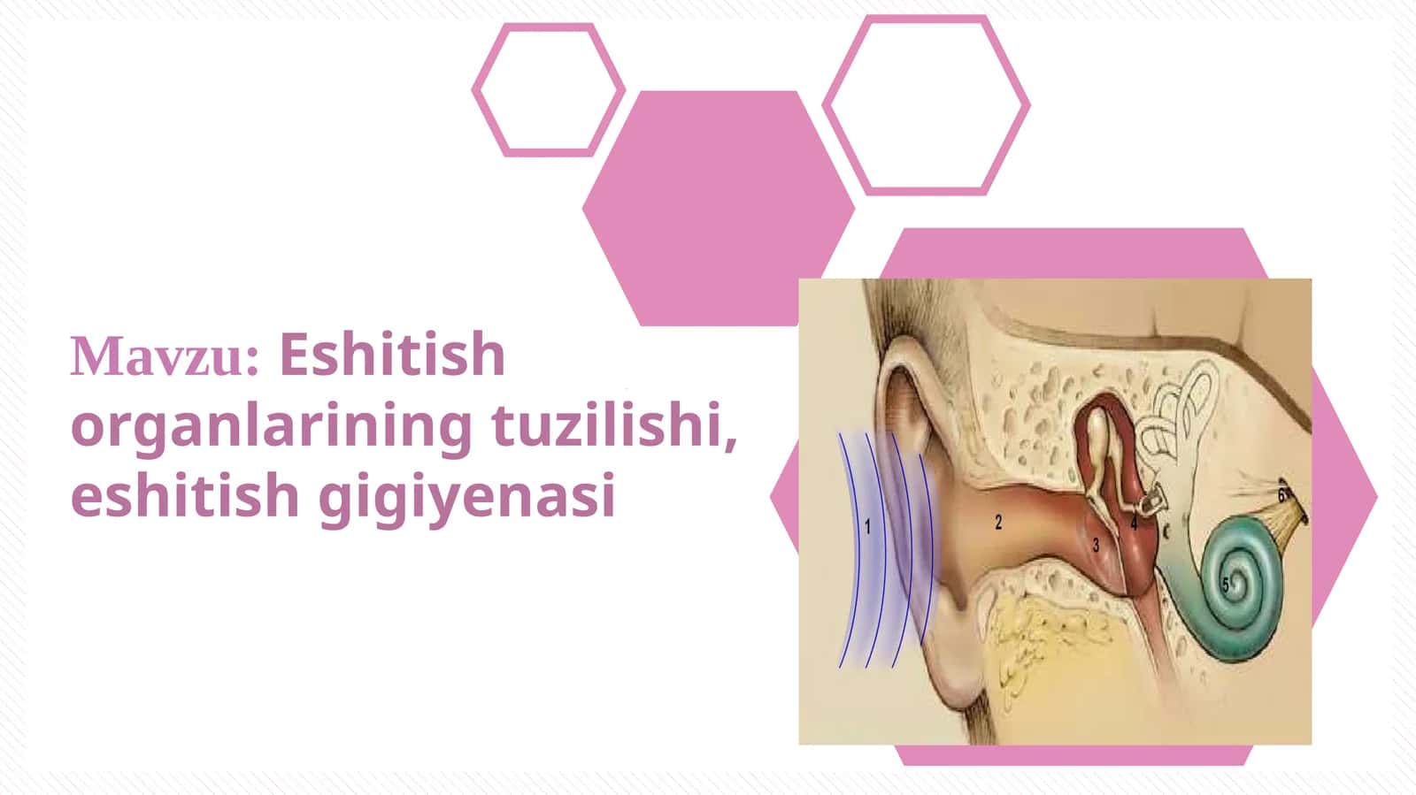Eshitish organlarining tuzilishi, eshitish gigiyenasi