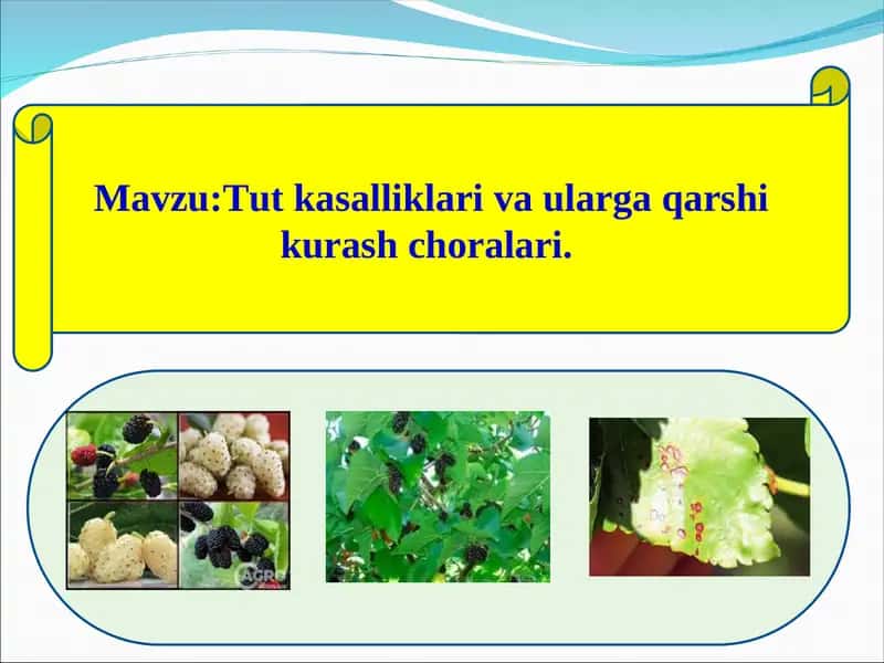Tut kasalliklari va ularga qarshi kurash choralari