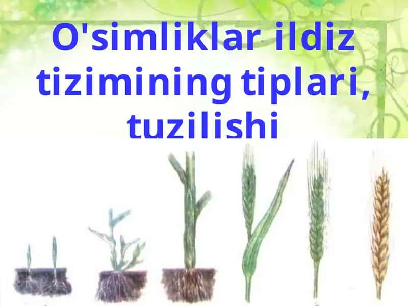 Organlar tuzilishi