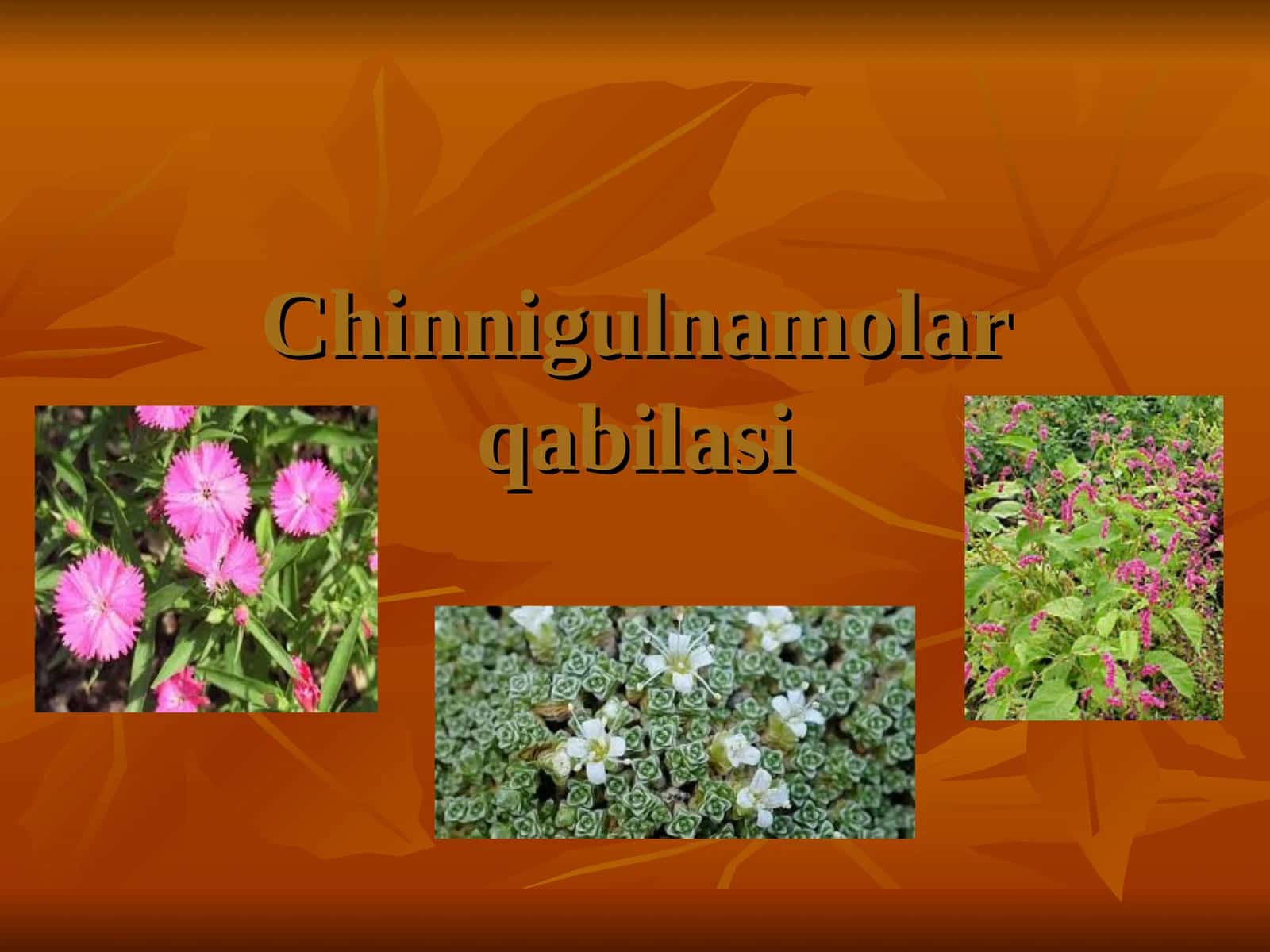 Chinnigulnamolar qabilasi