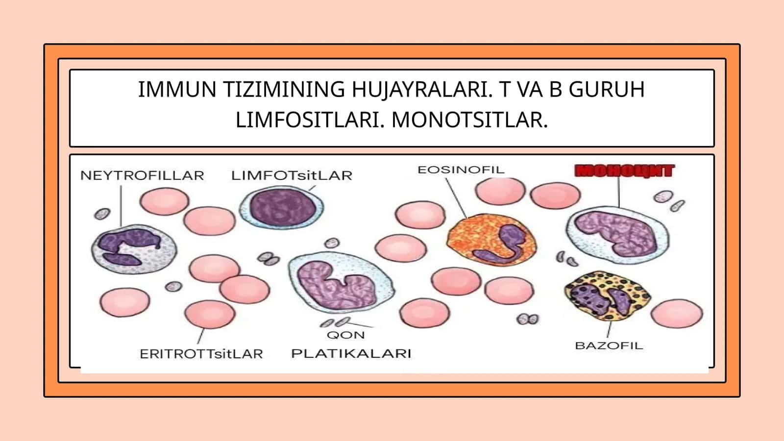 IMMUN TIZIMINING HUJAYRALARI. T VA B GURUH LIMFOSITLARI. MONOTSITLAR