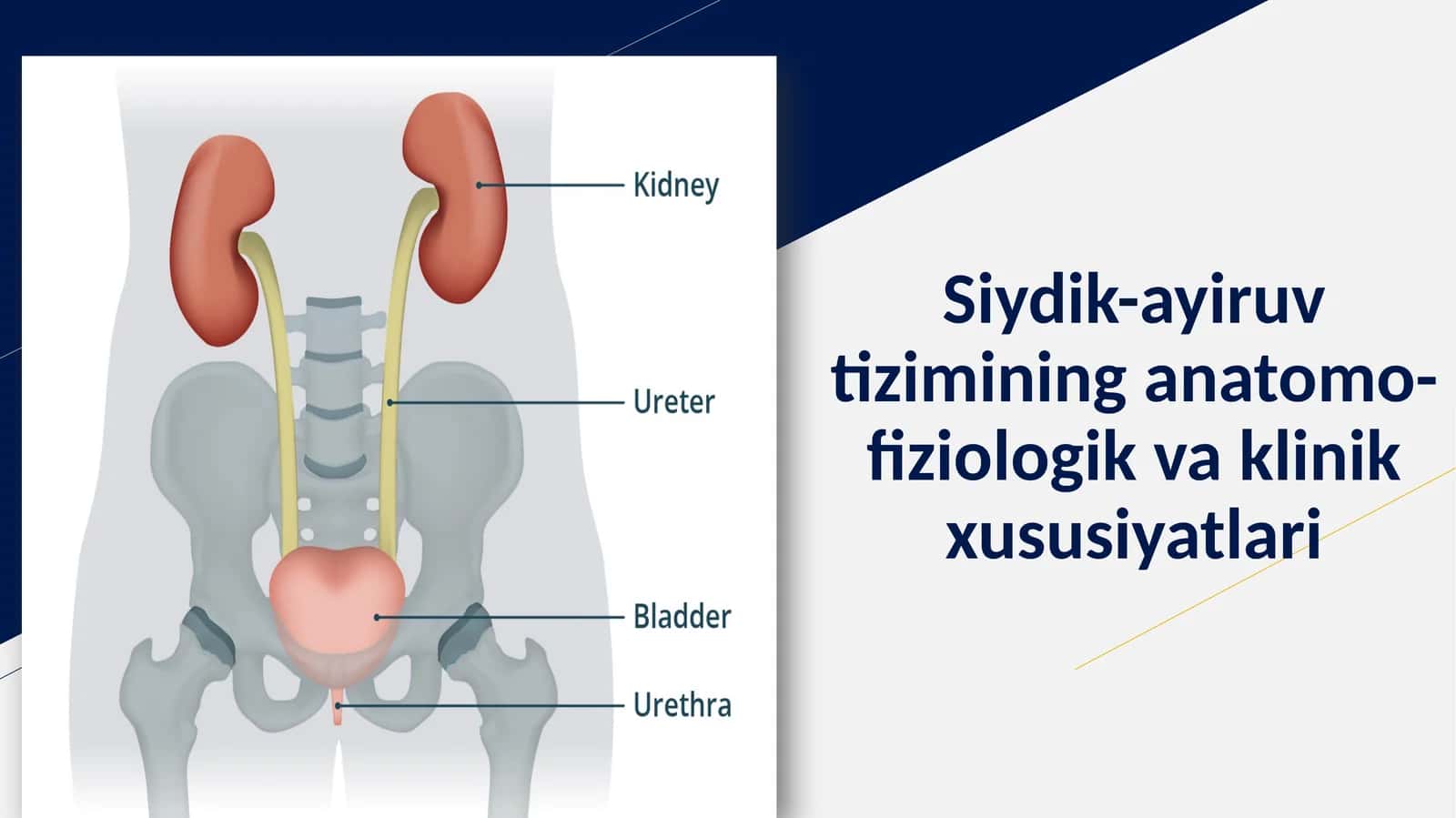 Siydik-ayiruvtizimining anatomo-fiziologik vaklinik xususiyatlari