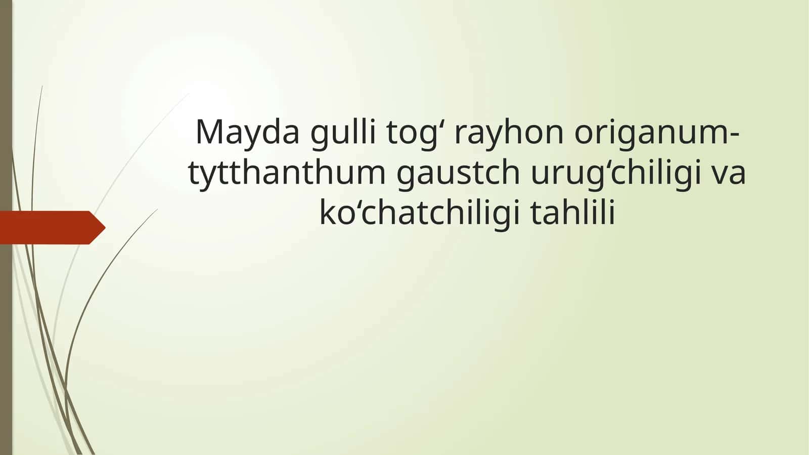 Mayda gulli tog‘ rayhon origanum-tytthanthum