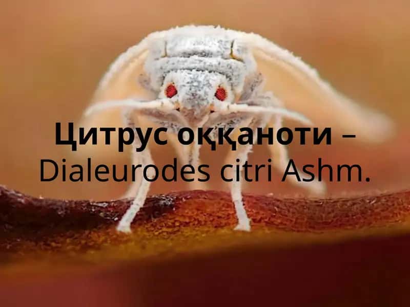 Цитрус оққаноти– Dialeurodes citri Ashm.
