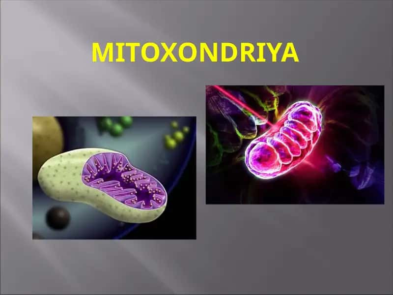 Mitoxondriya