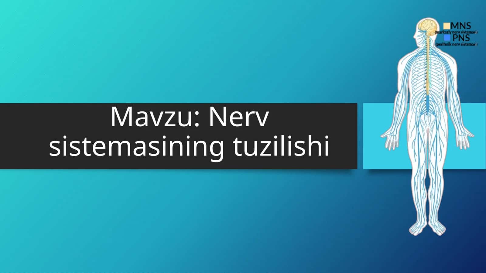 Nervsistemasining tuzilishi