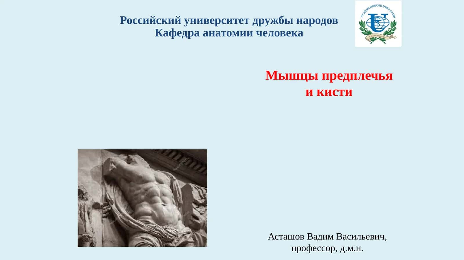 Мышцы предплечья