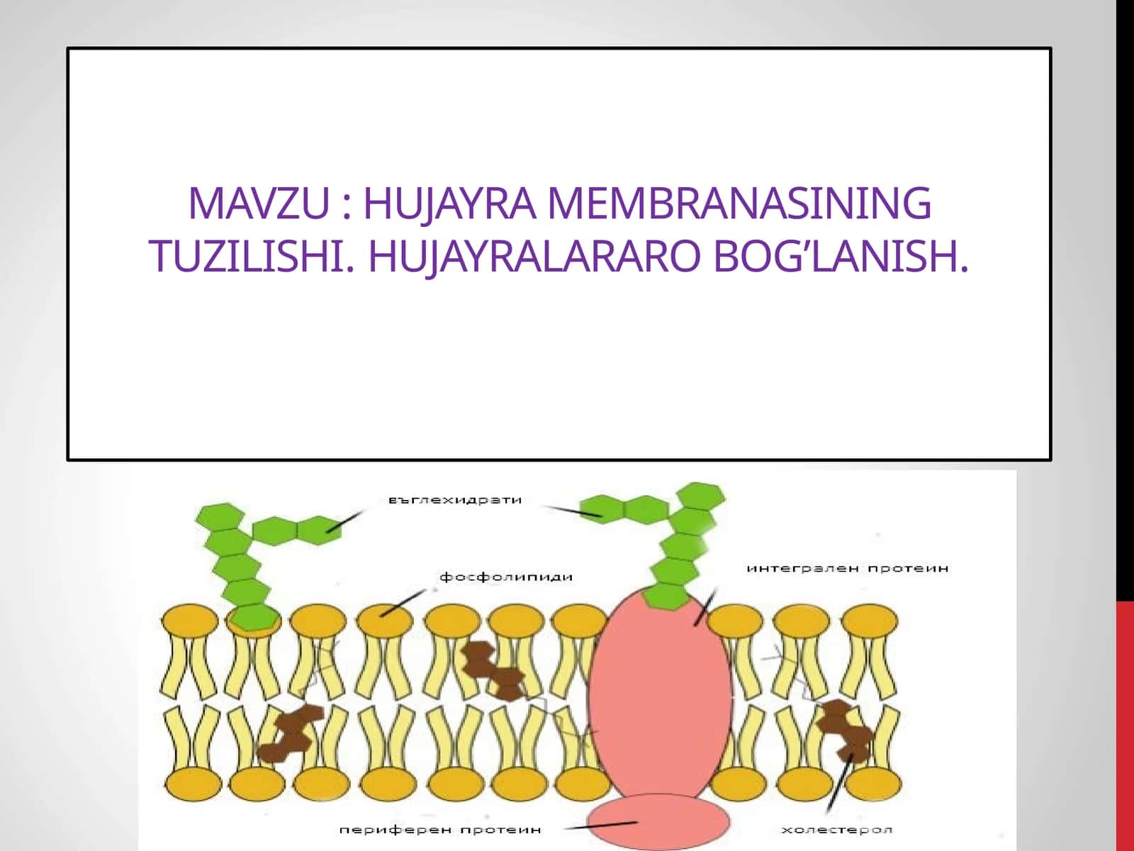 HUJAYRA MEMBRANASINING TUZILISHI. HUJAYRALARARO BOG’LANISH