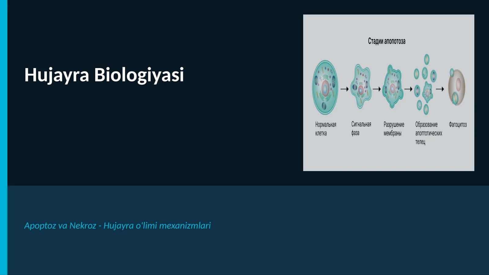 Hujayra Biologiyasi