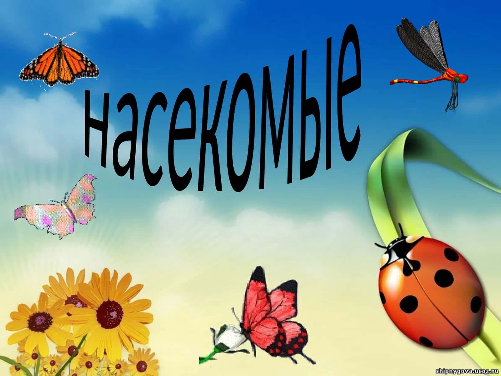 насекомые