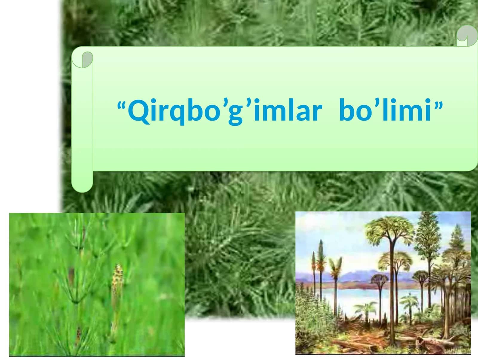 Qirqbo’g’imlar bo’limi