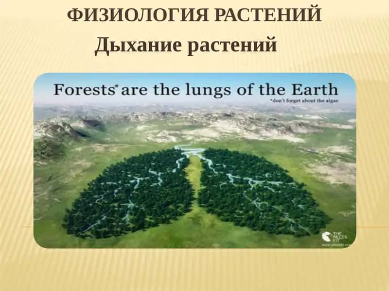 Физиология растений