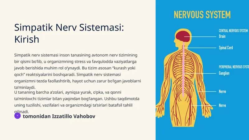 Simpatik Nerv Sistemasi