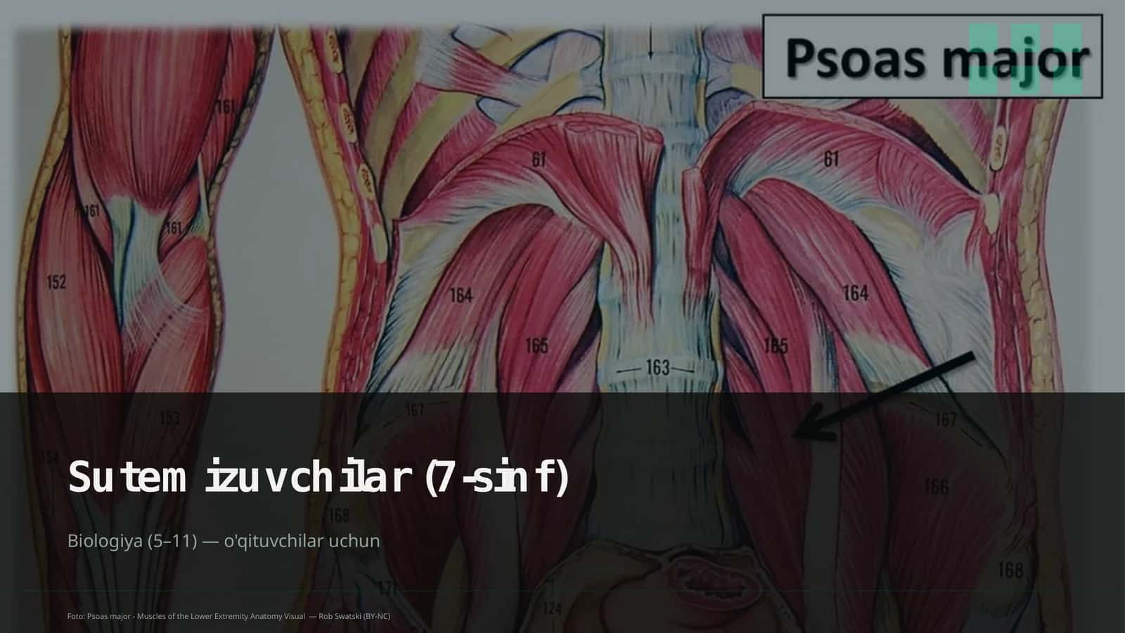 Sutemizuvchilar (7-sinf)