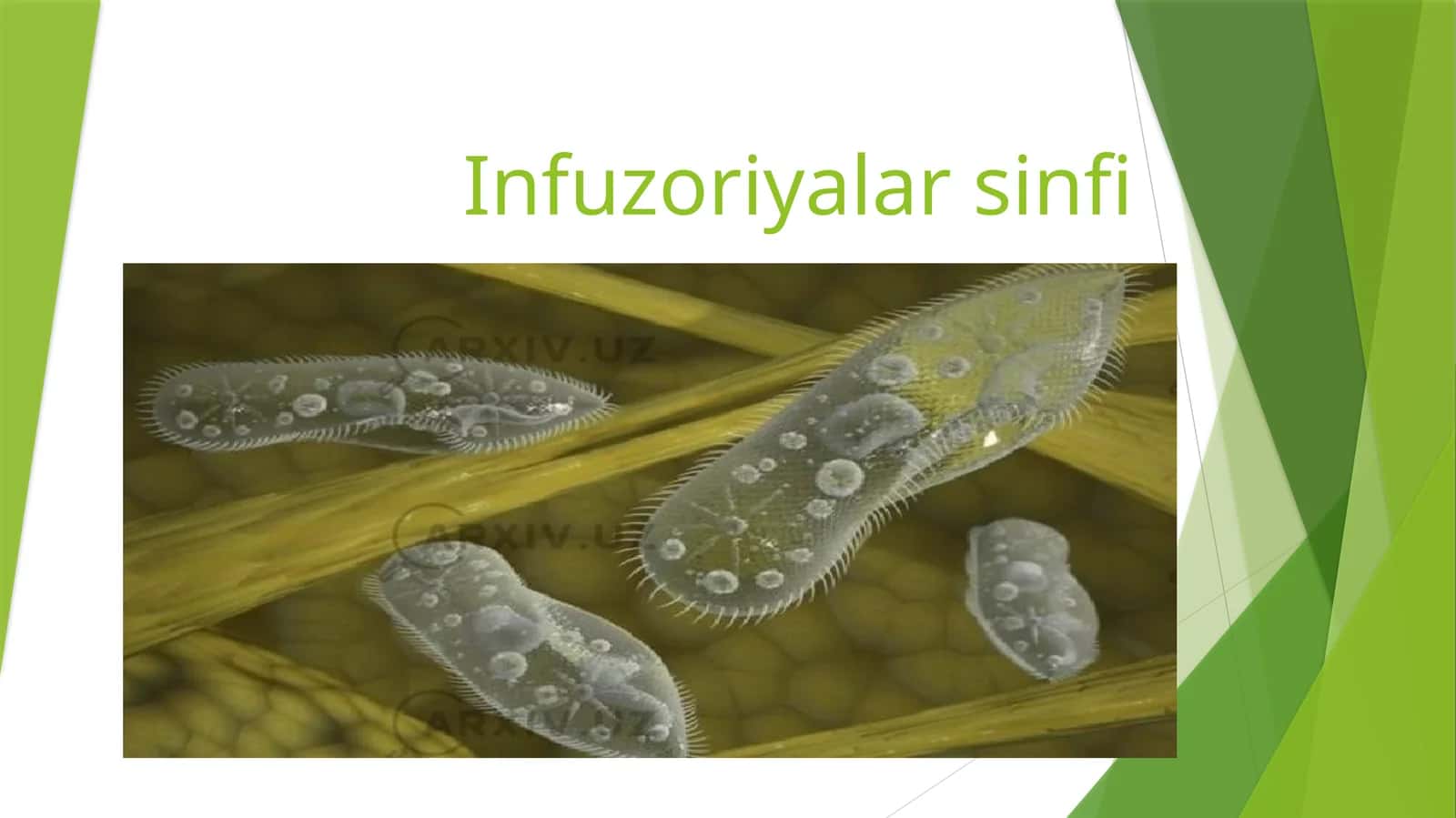 Infuzoriyalar sinfi