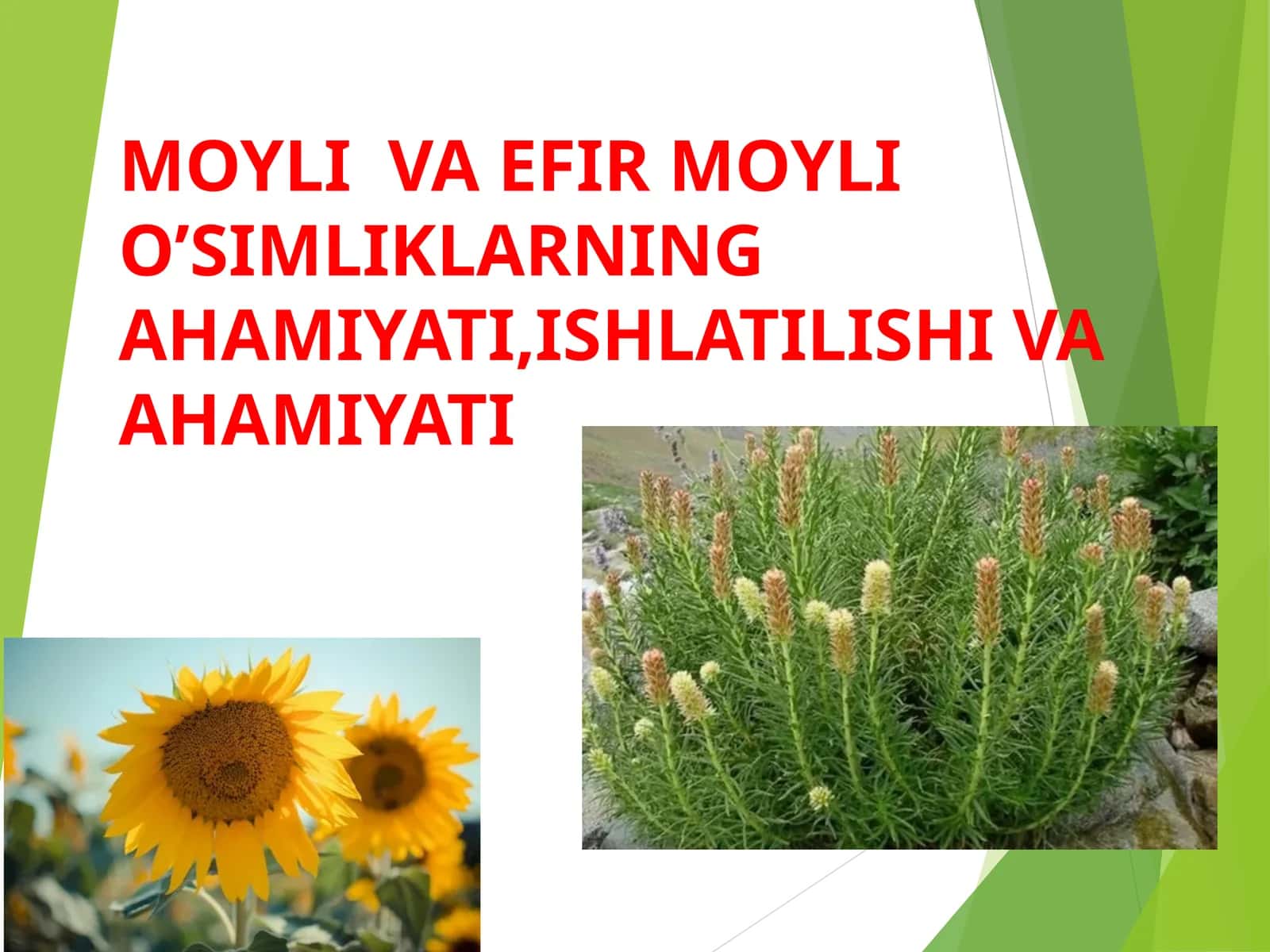 MOYLI VA EFIR MOYLI O’SIMLIKLARNING AHAMIYATI,ISHLATILISHI VA AHAMIYATI