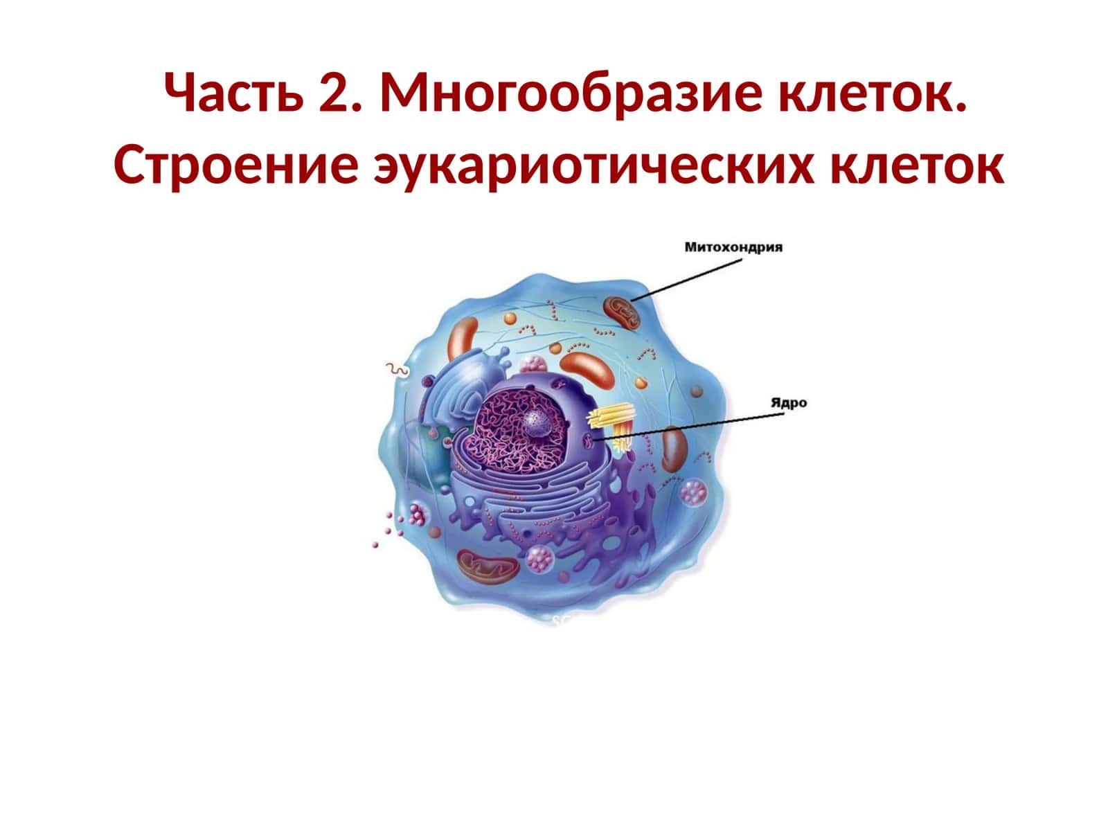 Многообразие клеток.Строение эукариотических клеток