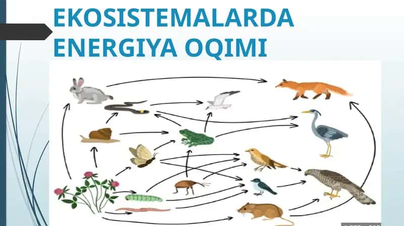 EKOSISTEMALARDA ENERGIYA OQIMI