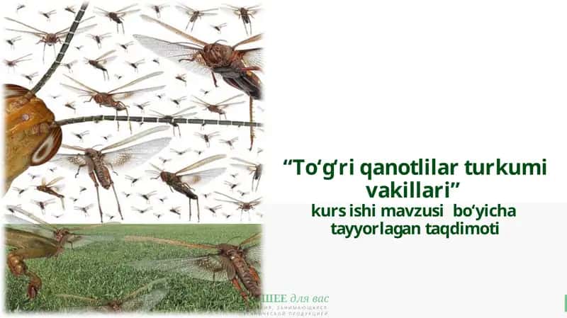 To‘g‘ri qanotlilar turkumi vakillari