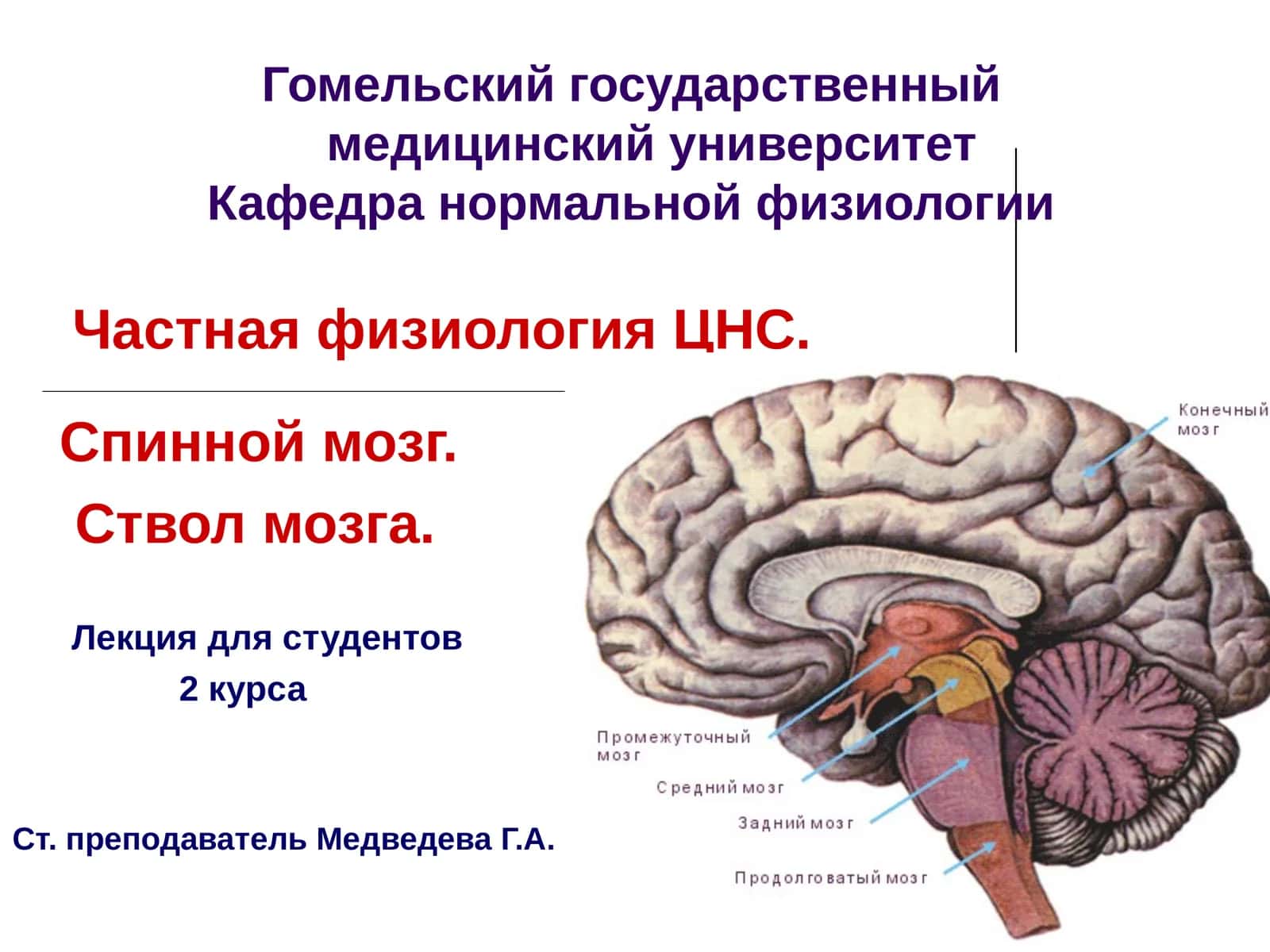 Частная физиология ЦНС