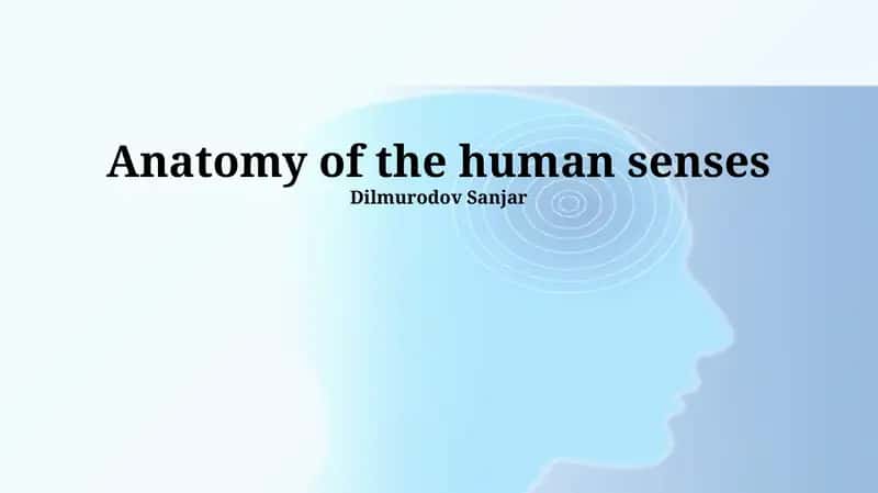 Anatomy of the human senses