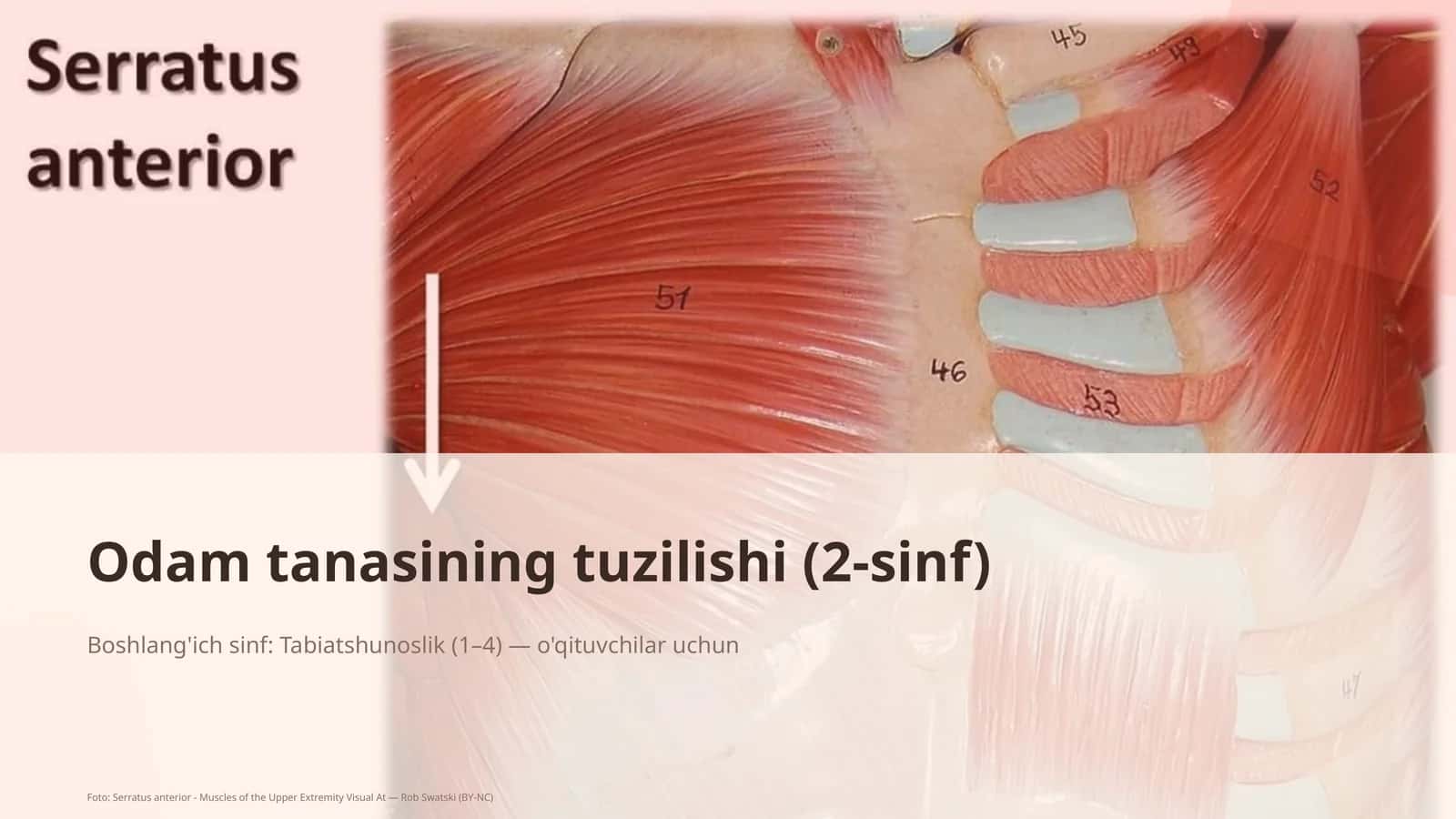 Odam tanasining tuzilishi (2-sinf)