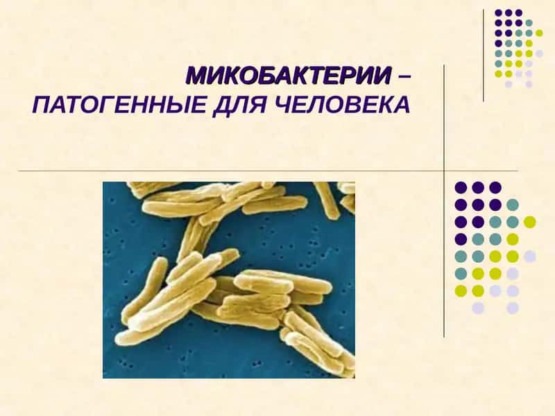 Микобактерии